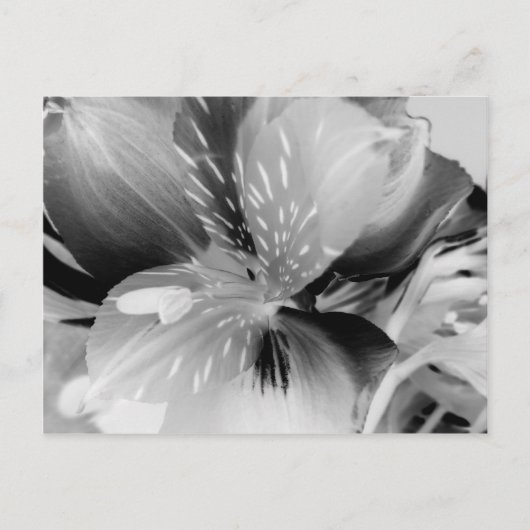 Alstroemeria Peruvian Lily Flower in Black & White Briefkaart (Voorkant)