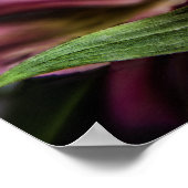 Alstroemeria Peruvian Lily poster print (Hoek)