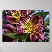 Alstroemeria Peruvian Lily poster print (Voorkant)