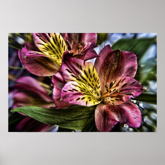 Alstroemeria Peruvian Lily poster print (Voorkant)