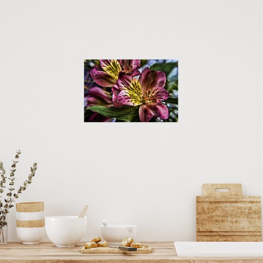 Alstroemeria Peruvian Lily poster print (Keuken)