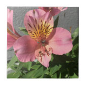 Alstroemeria Tegeltje (Voorkant)