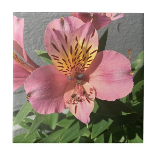 Alstroemeria Tegeltje (Voorkant)