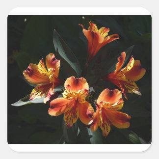 alstroemeria vierkante sticker