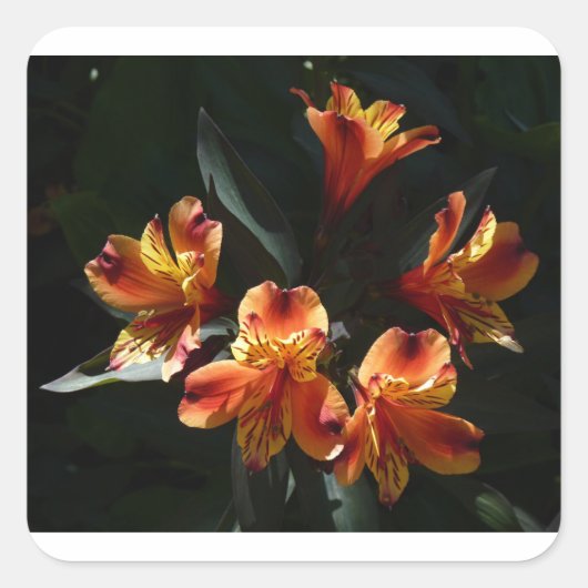 alstroemeria vierkante sticker (Voorkant)