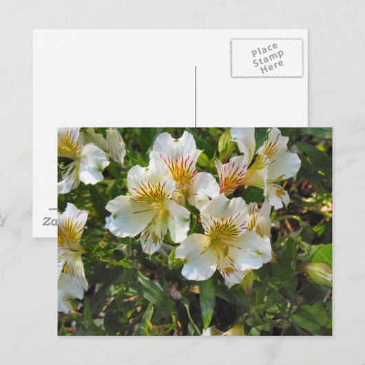 Alstromeria bloemen briefkaart (Voorkant / Achterkant)