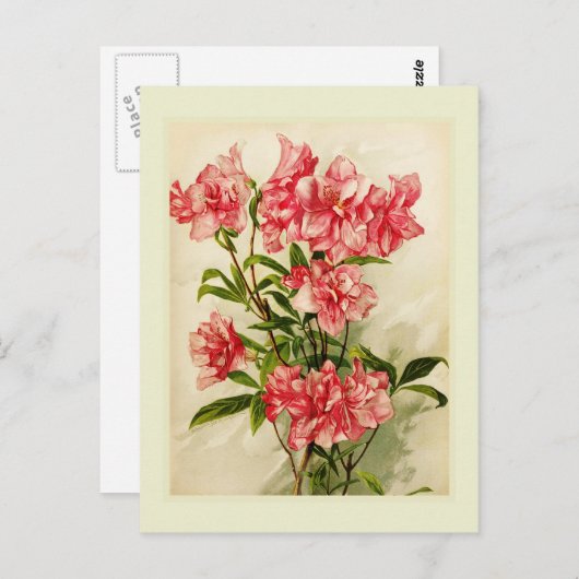 Alstromeria Briefkaart (Voorkant / Achterkant)