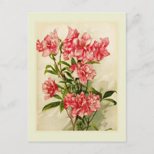 Alstromeria Briefkaart