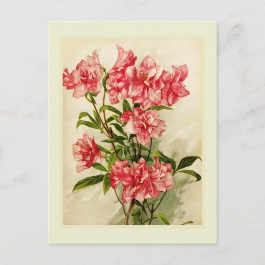 Alstromeria Briefkaart (Voorkant)