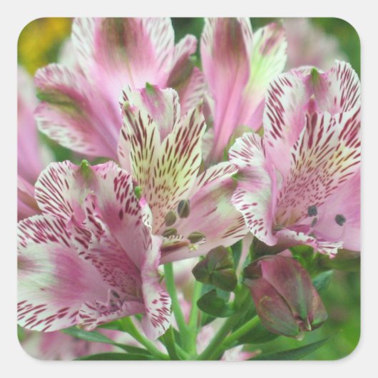 Alstromeria Peruaanse Lelies Sticker (Voorkant)