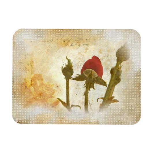 Alte Rose Magneet (Horizontaal)