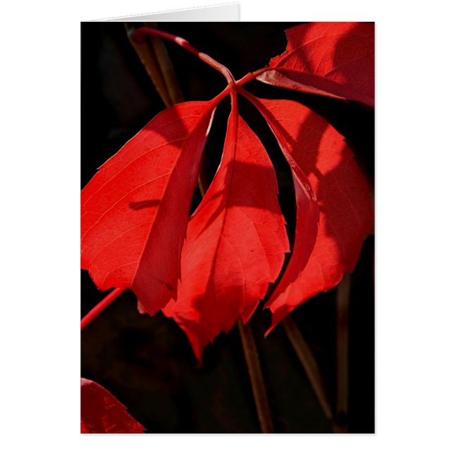 Alterra Vines (Voorkant)