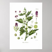 Althaea officinalis poster (Voorkant)