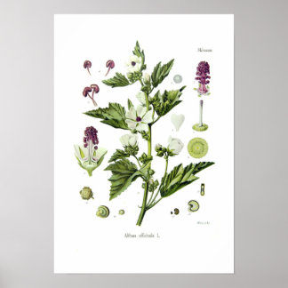 Althaea officinalis poster