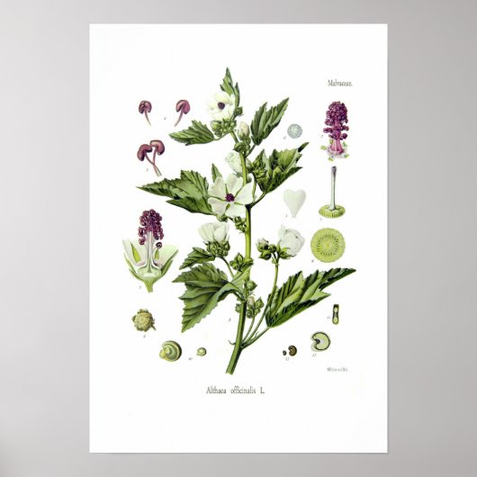 Althaea officinalis poster (Voorkant)