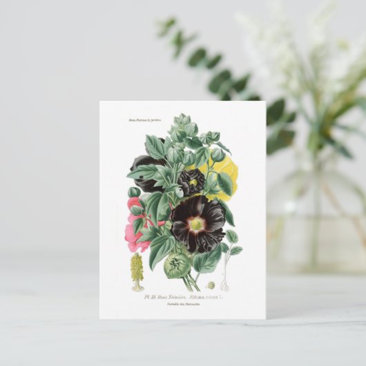 Althaea rosea (Hollyhock) Briefkaart (Staand voorkant)