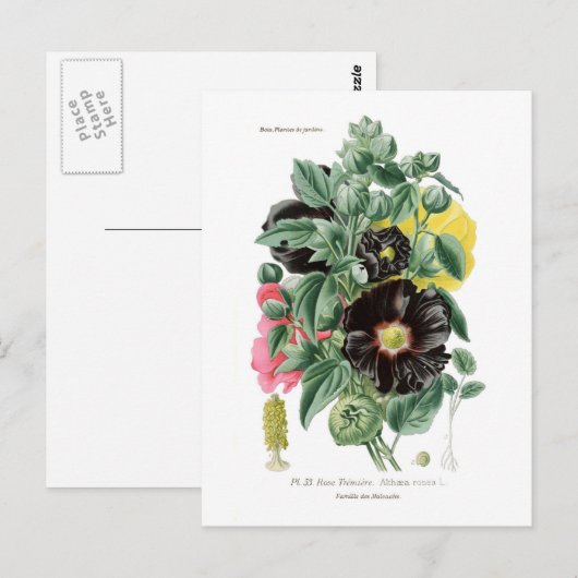 Althaea rosea (Hollyhock) Briefkaart (Voorkant / Achterkant)