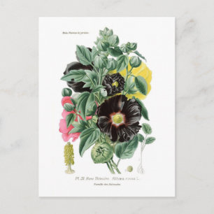 Althaea rosea (Hollyhock) Briefkaart