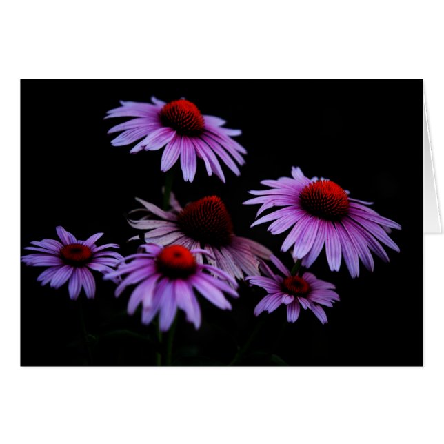 Altijd (Voorkant Horizontaal)