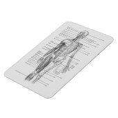 Altijd leren: Menselijk lichaam Anatomie Grafiek Magneet (Linkerzijde)
