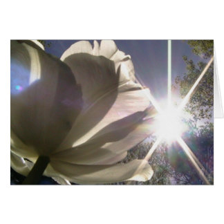 altijd naar de zon toe