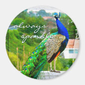 Altijd prachtige blauwe, groene foto van de pauw magneet (Voorkant)