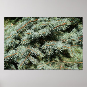 Altijdgroen van de Boom Canvas of Poster Als