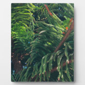 Altijdgroene naaldboom conifeer fotoplaat (Voorkant)