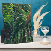 Altijdgroene naaldboom conifeer fotoplaat (Zijkant)