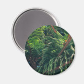 Altijdgroene naaldboom conifeer magneet (Voorkant / Achterkant)