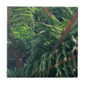 Altijdgroene naaldboom conifeer tegeltje (Voorkant)