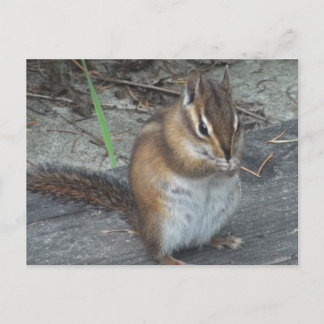 Alvie the Chipmunk Briefkaart