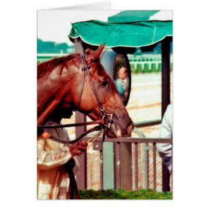 Alydar Thoroughbred 1979