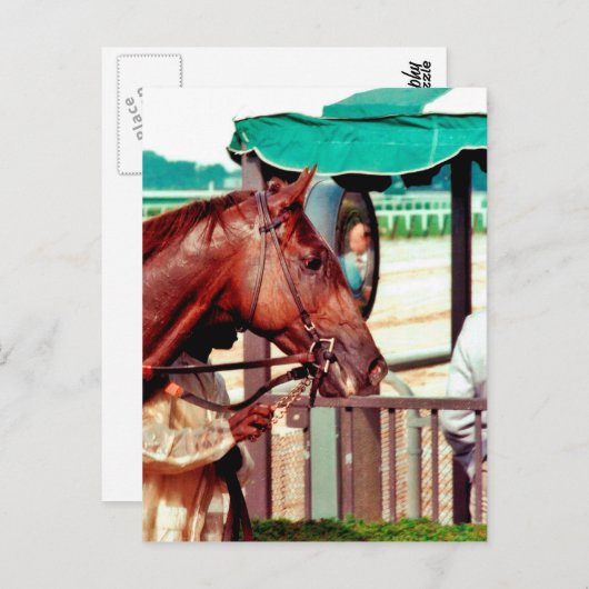 Alydar Thoroughbred 1979 Briefkaart (Voorkant / Achterkant)