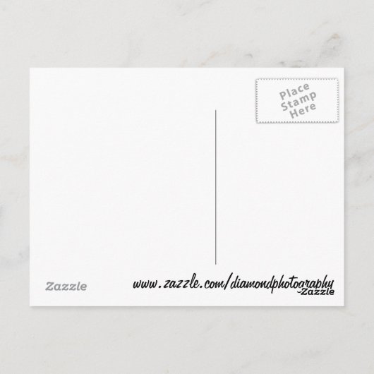 Alydar Thoroughbred 1979 Briefkaart (Achterkant)