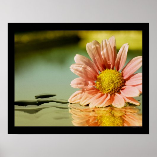 alyse poster (Voorkant)