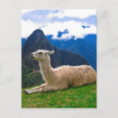 ama in Machu Picchu Briefkaart (Voorkant)
