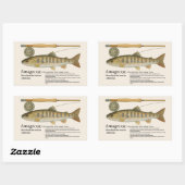 Amago (Oncorhynchus masou ishikawae) – English Rechthoekige Sticker (Vel)