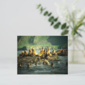 Amak-eiland Zeeleeuwen Briefkaart (Staand voorkant)