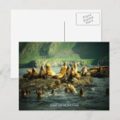 Amak-eiland Zeeleeuwen Briefkaart (Voorkant / Achterkant)