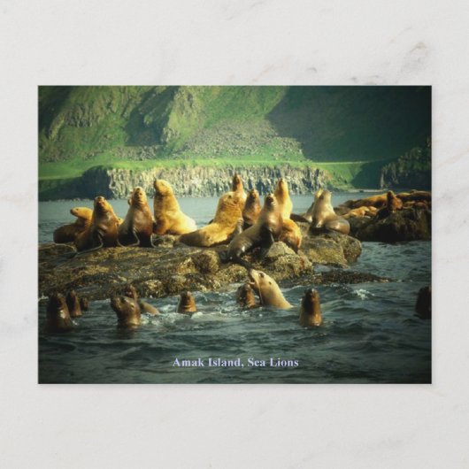 Amak-eiland Zeeleeuwen Briefkaart (Voorkant)