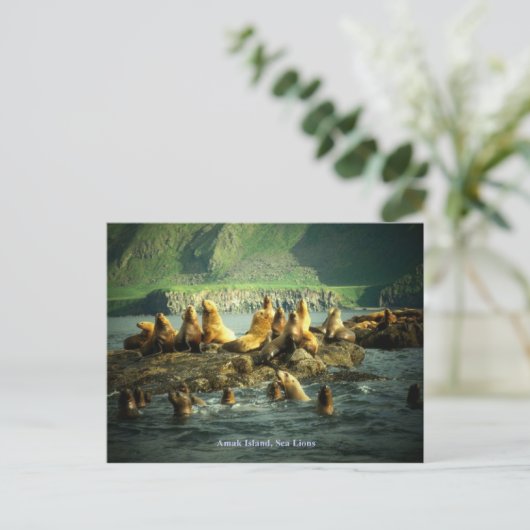Amak Island Zee Lions Briefkaart (Staand voorkant)