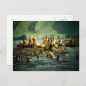 Amak Island Zee Lions Briefkaart (Voorkant / Achterkant)