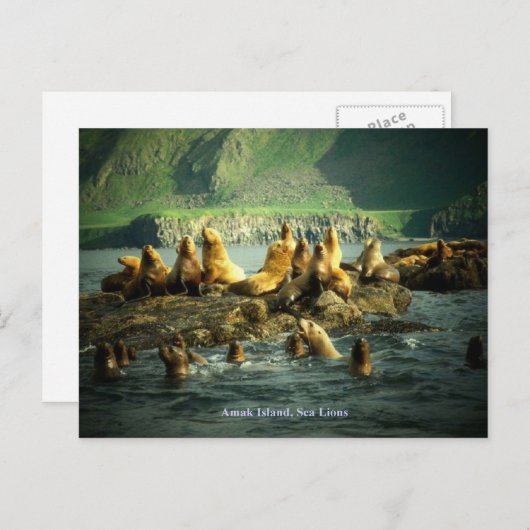 Amak Island Zee Lions Briefkaart (Voorkant / Achterkant)