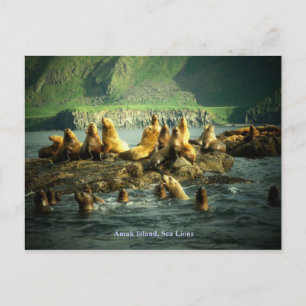 Amak Island Zee Lions Briefkaart