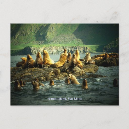 Amak Island Zee Lions Briefkaart (Voorkant)