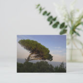 Amalfi Coast Umbrella Pine Tree, Italië - briefkaa Briefkaart (Staand voorkant)