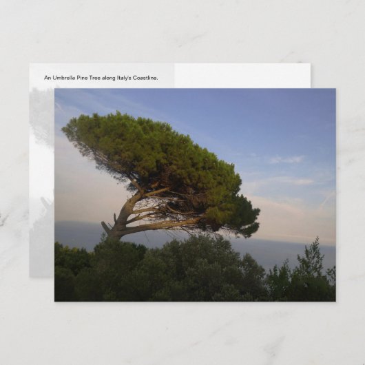 Amalfi Coast Umbrella Pine Tree, Italië - briefkaa Briefkaart (Voorkant / Achterkant)