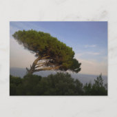 Amalfi Coast Umbrella Pine Tree, Italië - briefkaa Briefkaart (Voorkant)