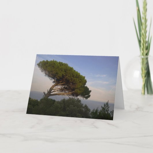 Amalfi Coast Umbrella Pine Tree, Italië - Kaart (Voorkant)